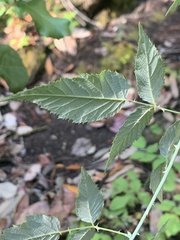 Rubus leucodermis