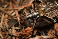 Cyphoderris monstrosa