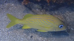 Haemulon flavolineatum