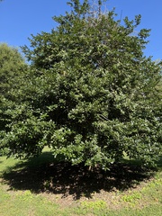 Ilex