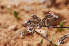 Phacelia secunda