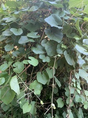 Vitis californica