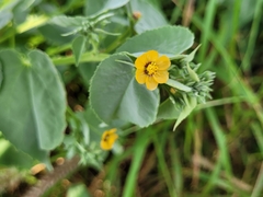 Abutilon trisulcatum