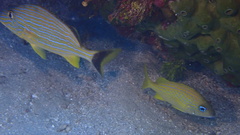 Haemulon flavolineatum