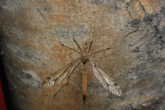 Tipuloidea