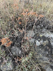 Eriogonum heracleoides