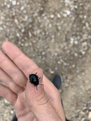 Timarcha goettingensis