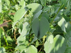 Abutilon trisulcatum