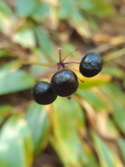 Clintonia umbellulata
