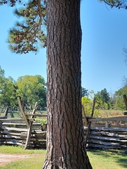 Pinus pinea