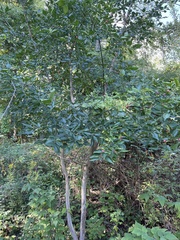 Euonymus atropurpureus