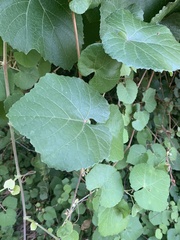 Vitis californica