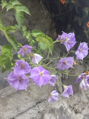 Solanum