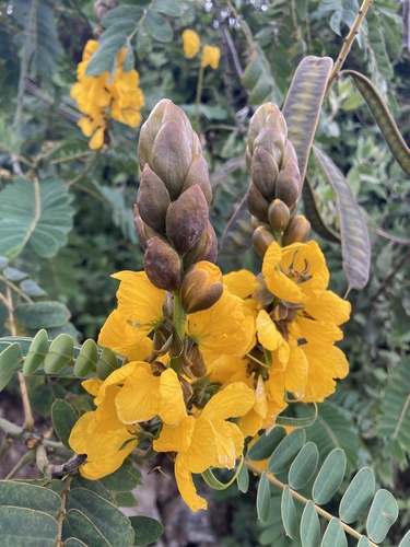 Senna didymobotrya