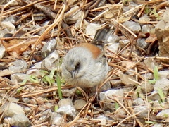 Junco hyemalis dorsalis