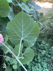 Vitis californica