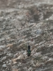 Prosopochrysa vitripennis