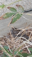 Passer domesticus domesticus