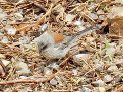 Junco hyemalis dorsalis