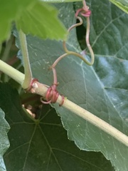 Vitis californica