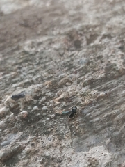 Prosopochrysa vitripennis