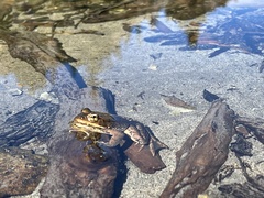 Rana cascadae