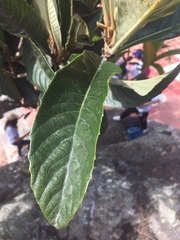 Cupania