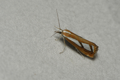 Catoptria latiradiellus