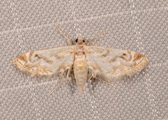 Parapoynx diminutalis