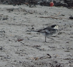 Motacilla alba yarrellii