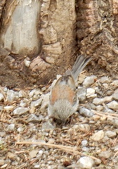Junco hyemalis dorsalis