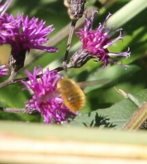 Bombyliini
