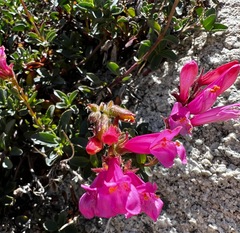 Penstemon newberryi