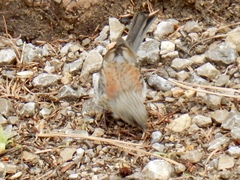 Junco hyemalis dorsalis