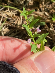 Scutellaria racemosa