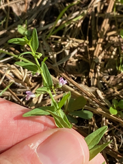 Scutellaria racemosa