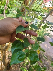 Jatropha cordata