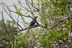 Eudynamys scolopaceus