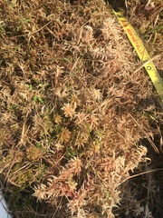 Sphagnum magellanicum