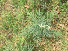 Parthenium