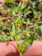 Cuphea carthagenensis
