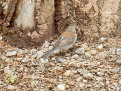 Junco hyemalis dorsalis