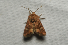 Lacinipolia stricta