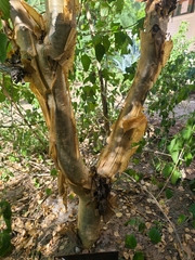 Jatropha cordata