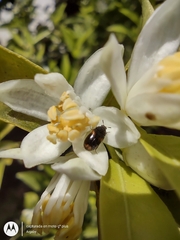 Trogoderma argentina