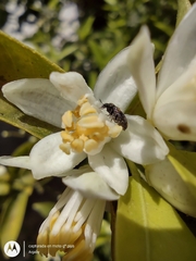 Trogoderma argentina