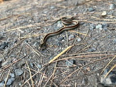 Thamnophis elegans terrestris