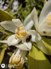 Trogoderma argentina