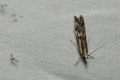 Catoptria