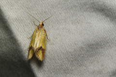 Agapeta zoegana